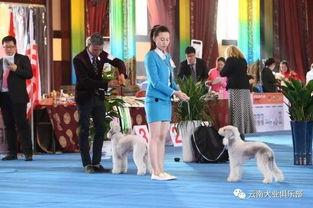 成人演奏比赛视频大全,成人演奏比赛视频大全亮点回顾